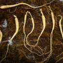 종삼농장 이미지