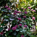 자수정나무로도 불려지는 꽃누리장나무(Clerodendrum bungei) 이미지