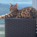 y동물병원 이미지