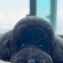 량'S 러블독스 이미지