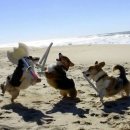 왕실동물병원 이미지