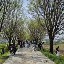 이팝나무길 이미지