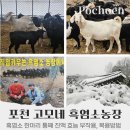 흑염소 한마리 통째 진액, 효능 부작용 복용법까지, 고모부네 농장