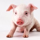 봉영농장 이미지