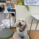 댕린이 보호구역 이미지