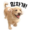 미미네 애견미용실 이미지