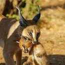 야생동물 중 가장 독특한 귀를 가졌다는 야생고양이 카라칼 이미지