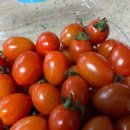 토마토휘트니스 이미지