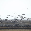 두루미네 이미지