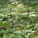 영심농장 이미지