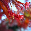 단풍나무 이미지