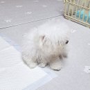 지림 이미지
