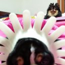 개바라기 이미지