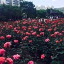 진천장미공원 이미지