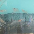 강동로5-78 | 민물왕새우낚시체험 우와또와 성황리에 막을 내리다