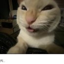 마이클로버