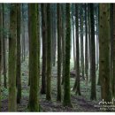 절물자연휴양림 이미지