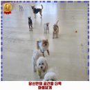수택2동 애견카페 아르멍미르멍 가격 및 후기 추천 리뷰 주차 예약 알아봐요
