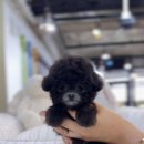 A. DOG(어독) 이미지