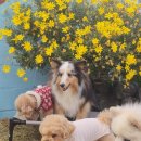 별이애견 이미지