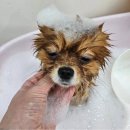 까끌레멍 이미지