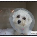 미드미동물의료센터 이미지