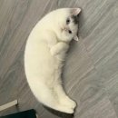 아가마미 고양이카페 이미지