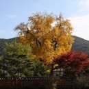 의령 세간리 은행나무 이미지