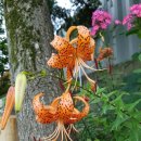 잔디밭민박 이미지