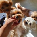 엄마 잘 다녀와 | 강아지교육 반려견훈련 전문 엄마 잘 다녀와 맞춤 코칭 서비스 체험 후기