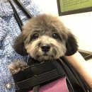 오파프부산 이미지