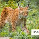 펫스토리 수가 이미지