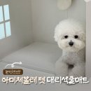 아미체볼레 펫 대리석 쿨매트ㅣ강아지 쿨매트 추천
