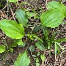 질경이수원 이미지