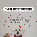 까까펫살롱 이미지