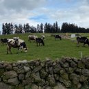 태광목장 이미지