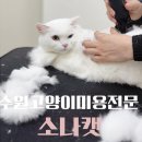 소나캣 이미지