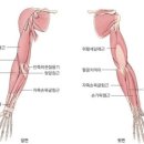 팔라인