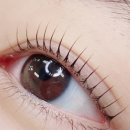 씨씨즈속눈썹 이미지