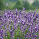 라벤더스파 이미지