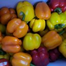 명문농장 이미지