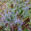 히말라야, 랑탕국립공원의 꽃들 - 산박하 이미지