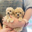 김해 강아지분양 고양이분양 똥강아지 이미지