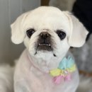 The dog 애견미용샵 이미지