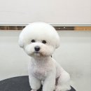 붕가붕가샵 이미지