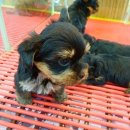 도꾸애견 이미지