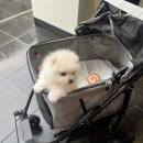 동수사랑동물병원 이미지