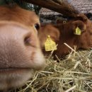 강남축산 이미지