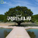 경남 합천 가볼만한곳 숨은 여행 스팟 구정리 느티나무