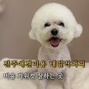 퍼피문 | 진주애견미용 테일러퍼피 방문후기 – 비숑 감자 미용 하는날